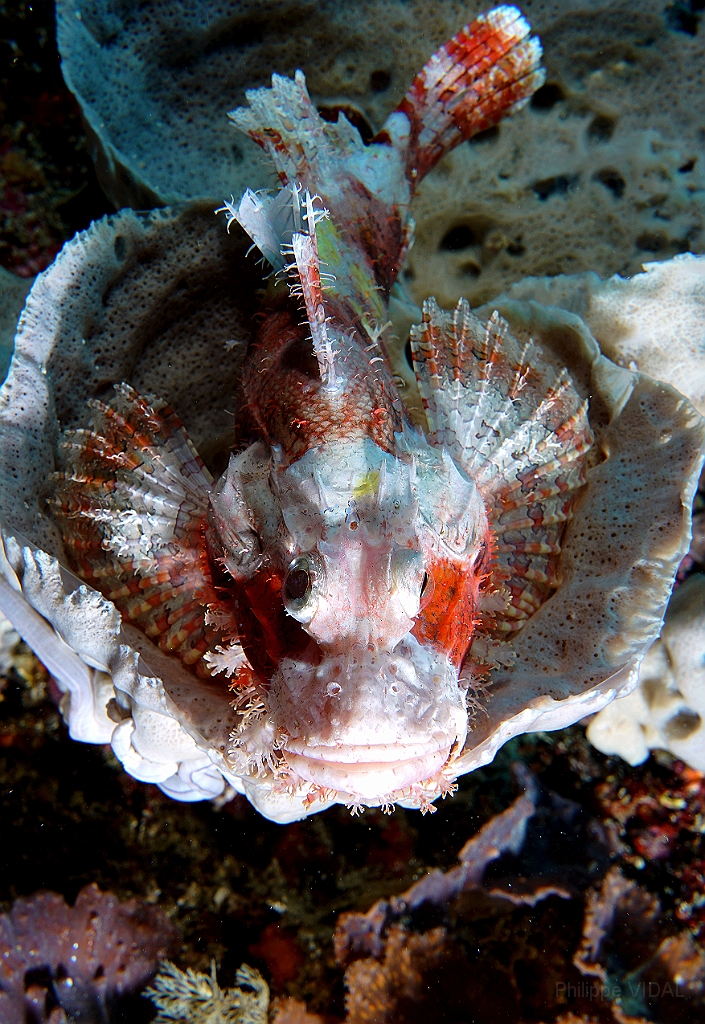 Banda Sea 2018 - DSC05669_rc - Tasseled scorpionfish - Poisson scorpion a houpe - Scorpaenopsis oxycephala.jpg
